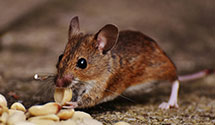 24 Hour & Emergency Exterminators in New Richmond, WI